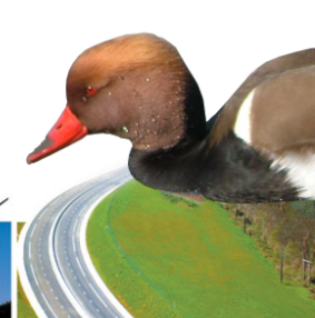 CANARD