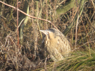 Oiseau des marais