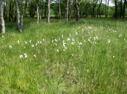 Conservation biodiversité